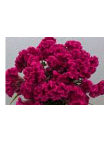 Buy Fresh Coxcomb Fucia 10 Stems Online | Flower Bunches