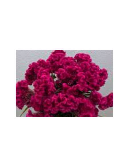 Buy Fresh Coxcomb Fucia 10 Stems Online | Flower Bunches