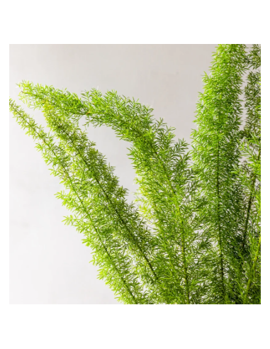Buy Fresh Foxtail Fern 10 Stems Online | Foliage – Flower Bunches