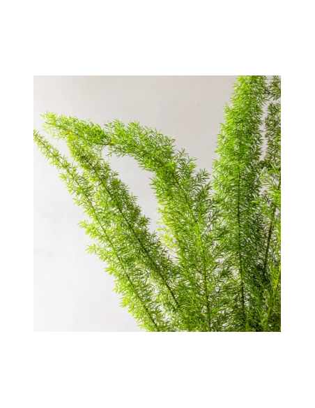 Buy Fresh Foxtail Fern 10 Stems Online | Foliage – Flower Bunches