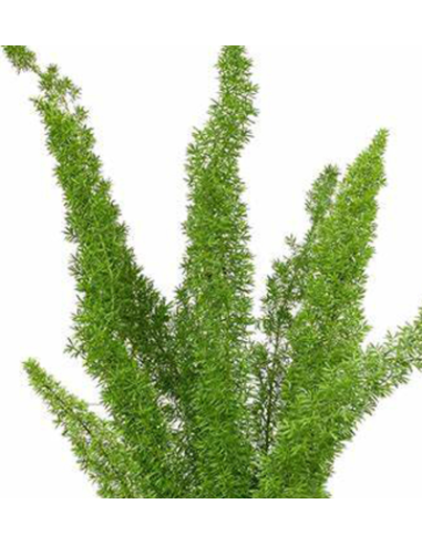 Buy Fresh Foxtail Fern 10 Stems Online | Foliage – Flower Bunches