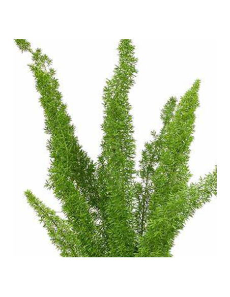 Buy Fresh Foxtail Fern 10 Stems Online | Foliage – Flower Bunches