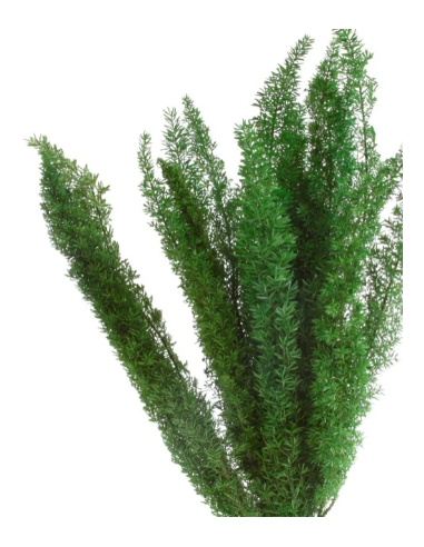 Buy Fresh Foxtail Fern 10 Stems Online | Foliage – Flower Bunches