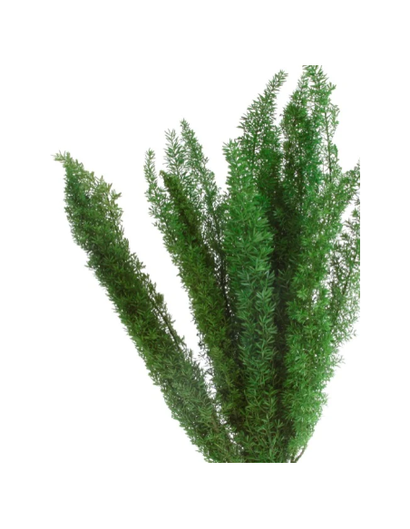 Buy Fresh Foxtail Fern 10 Stems Online | Foliage – Flower Bunches
