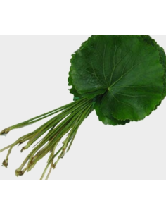 Buy Fresh Galax Leaves 25 Stems Online | Foliage – Flower Bunches