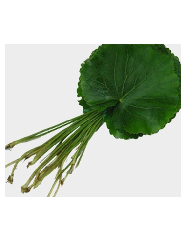 Buy Fresh Galax Leaves 25 Stems Online | Foliage – Flower Bunches