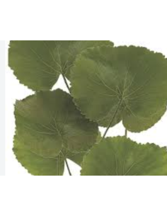 Buy Fresh Galax Leaves 25 Stems Online | Foliage – Flower Bunches 2