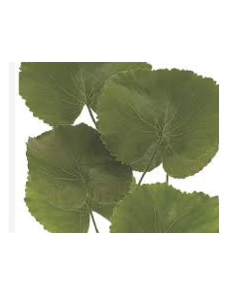 Buy Fresh Galax Leaves 25 Stems Online | Foliage – Flower Bunches