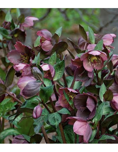 Fresh Helleborus Stems (Purple, Lavender, White) | Wholesale Flowers