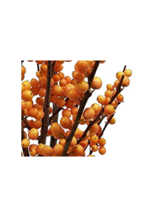 Buy Fresh Ilex Orange Short 5 Stems Online | Flower Bunches