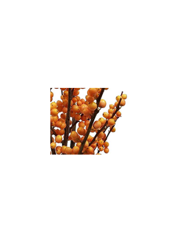 Buy Fresh Ilex Orange Short 5 Stems Online | Flower Bunches