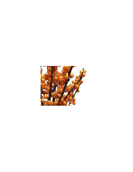 Buy Fresh Ilex Orange Short 5 Stems Online | Flower Bunches