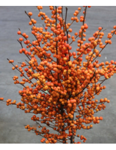 Buy Fresh Ilex Orange Short 5 Stems Online | Flower Bunches 2