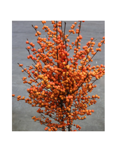 Buy Fresh Ilex Orange Short 5 Stems Online | Flower Bunches