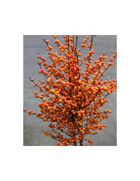 Buy Fresh Ilex Orange Short 5 Stems Online | Flower Bunches