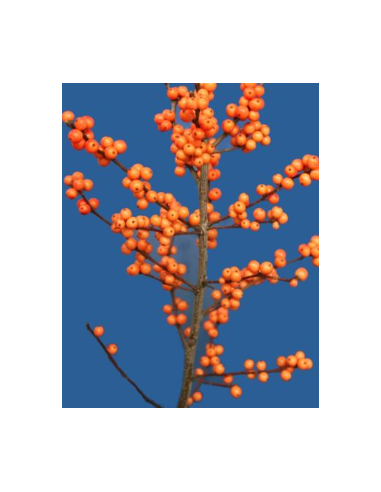 Buy Fresh Ilex Orange Short 5 Stems Online | Flower Bunches