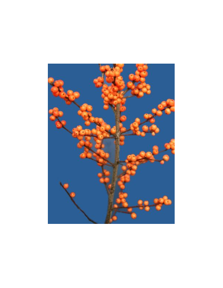 Buy Fresh Ilex Orange Short 5 Stems Online | Flower Bunches