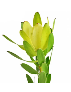 Buy Fresh Leucadendron Goldstrike 10 Stems Online | Flower Bunches