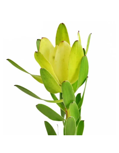 Buy Fresh Leucadendron Goldstrike 10 Stems Online | Flower Bunches