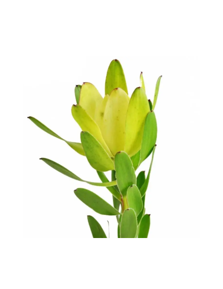 Buy Fresh Leucadendron Goldstrike 10 Stems Online | Flower Bunches