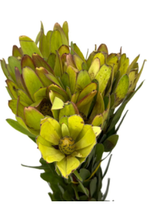 Buy Fresh Leucadendron Goldstrike 10 Stems Online | Flower Bunches 2