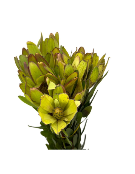 Buy Fresh Leucadendron Goldstrike 10 Stems Online | Flower Bunches