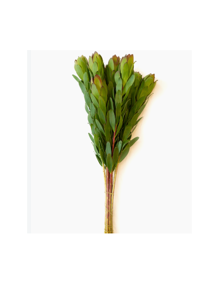 Buy Fresh Leucadendron Goldstrike 10 Stems Online | Flower Bunches