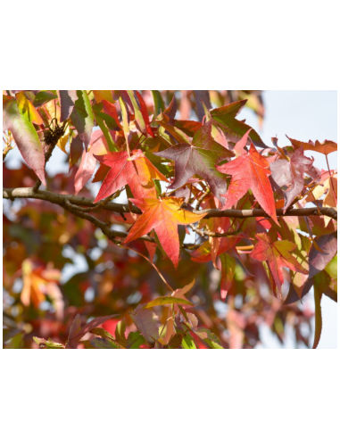 Buy Fresh Liquid Amber 10 Stems Online | Foliage – Flower Bunches