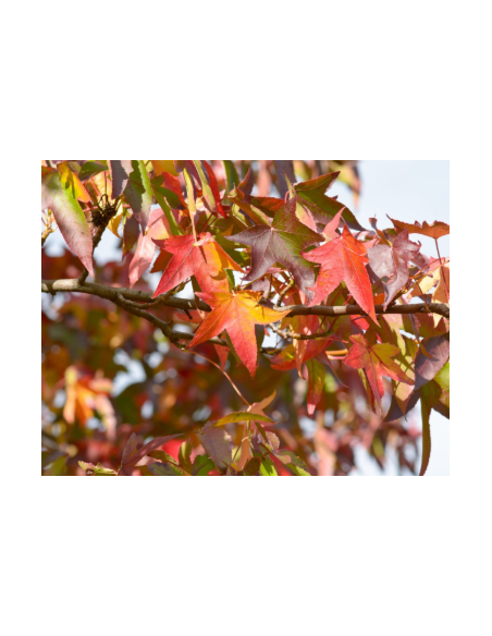 Buy Fresh Liquid Amber 10 Stems Online | Foliage – Flower Bunches