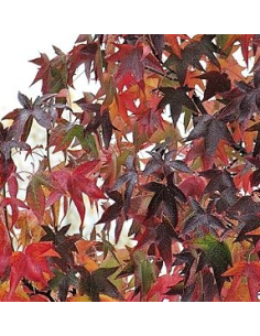 Buy Fresh Liquid Amber 10 Stems Online | Foliage – Flower Bunches 2