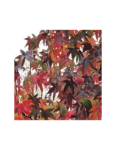 Buy Fresh Liquid Amber 10 Stems Online | Foliage – Flower Bunches