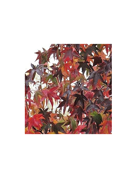 Buy Fresh Liquid Amber 10 Stems Online | Foliage – Flower Bunches