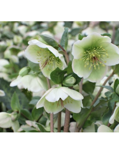 Fresh Helleborus Stems (Purple, Lavender, White) | Wholesale Flowers