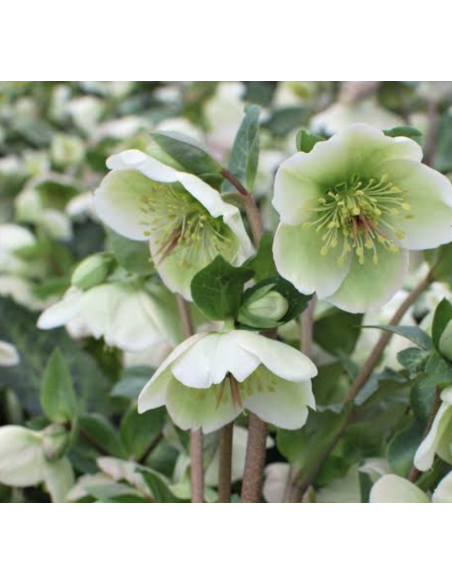 Fresh Helleborus Stems (Purple, Lavender, White) | Wholesale Flowers