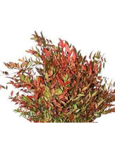 Buy Fresh Nandina 10 Stem Bunch Online | Foliage – Flower Bunches
