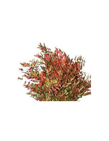 Buy Fresh Nandina 10 Stem Bunch Online | Foliage – Flower Bunches