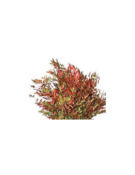 Buy Fresh Nandina 10 Stem Bunch Online | Foliage – Flower Bunches