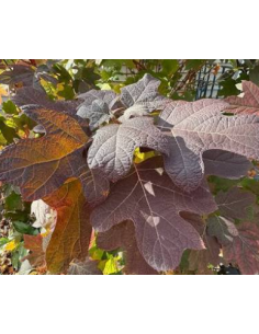 Buy Fresh Oakleaf Tall Large Growers Bunch Online | Flower Bunches 2