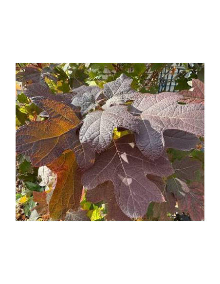Buy Fresh Oakleaf Tall Large Growers Bunch Online | Flower Bunches