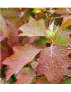 Buy Fresh Oakleaf Tall Large Growers Bunch Online | Flower Bunches