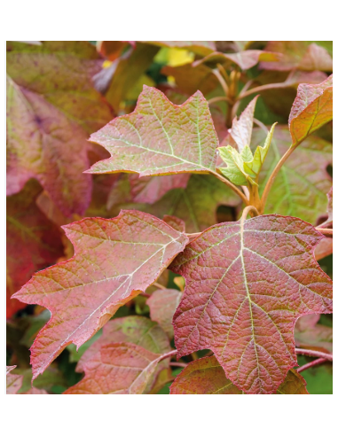 Buy Fresh Oakleaf Tall Large Growers Bunch Online | Flower Bunches