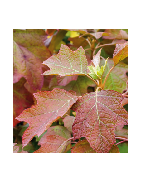 Buy Fresh Oakleaf Tall Large Growers Bunch Online | Flower Bunches