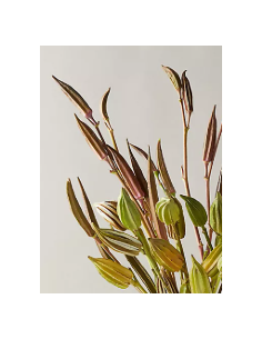 Buy Fresh Okra Pods Green 5-7 Stems Online | Flower Bunches