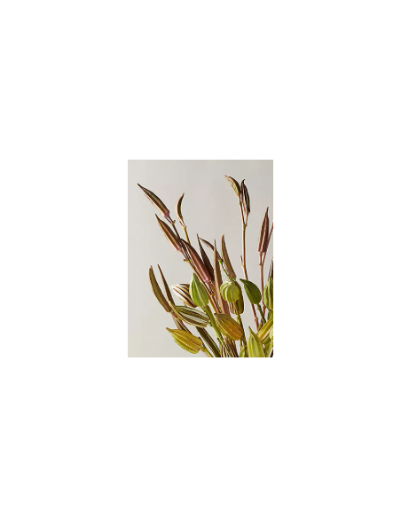 Buy Fresh Okra Pods Green 5-7 Stems Online | Flower Bunches