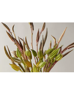 Buy Fresh Okra Pods Green 5-7 Stems Online | Flower Bunches 2