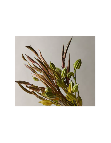 Buy Fresh Okra Pods Green 5-7 Stems Online | Flower Bunches