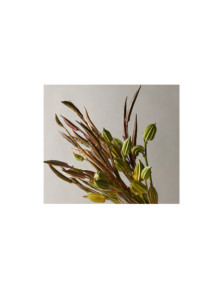 Buy Fresh Okra Pods Green 5-7 Stems Online | Flower Bunches