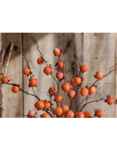 Buy Fresh Persimmons Growers Bunch Online | Flower Bunches