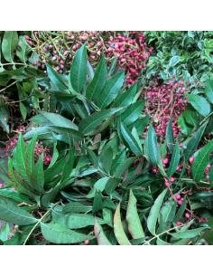 Buy Fresh Pistache Berry Growers Bunch Online | Foliage – Flower Bunches