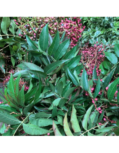 Buy Fresh Pistache Berry Growers Bunch Online | Foliage – Flower Bunches